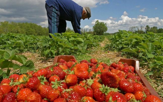 Olanda recrutează 20 de culegători de căpşune
