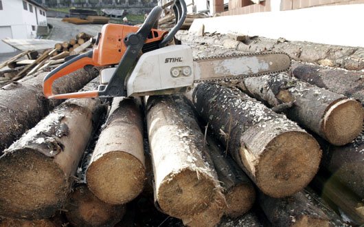 Tăieri ilegale de arbori în Gorj