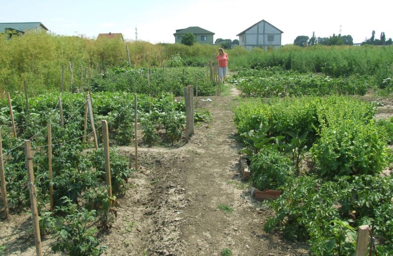 Agricultura pe înțelesul tuturor – Perioada de vegetaţie, recoltare și producția potențială a legumelor în grădina familială