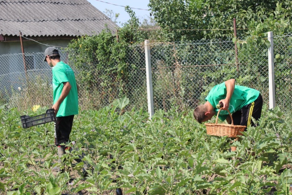 Agricultura pe înțelesul tuturor – Cum să organizăm corect grădina familială de legume