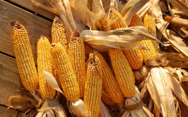 Agricultura pe înțelesul tuturor – Alegerea corectă a hibrizilor de porumb