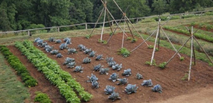 Agricultura pe înțelesul tuturor – Ce trebuie să știm despre producerea legumelor