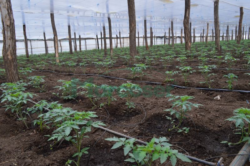 Agricultura pe înțelesul tuturor – Cum să ne producem singuri răsadurile de legume