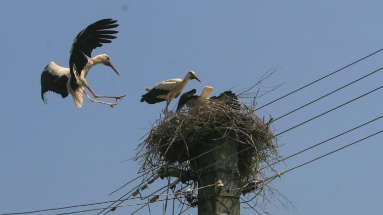 APM Gorj transmite recomandări pentru protecţia berzelor
