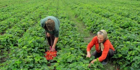 AJOFM Gorj anunţă 100 de joburi vacante în Marea Britanie
