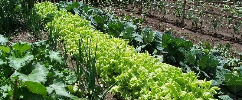 Agricultura pe înțelesul tuturor – Cum să exploatăm corect și rentabil grădina de legume