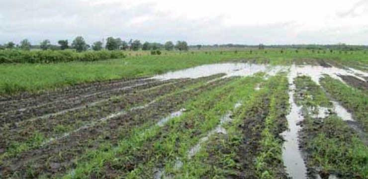 Agricultura pe înțelesul tuturor – Protejarea culturilor de excesul stagnant de apă