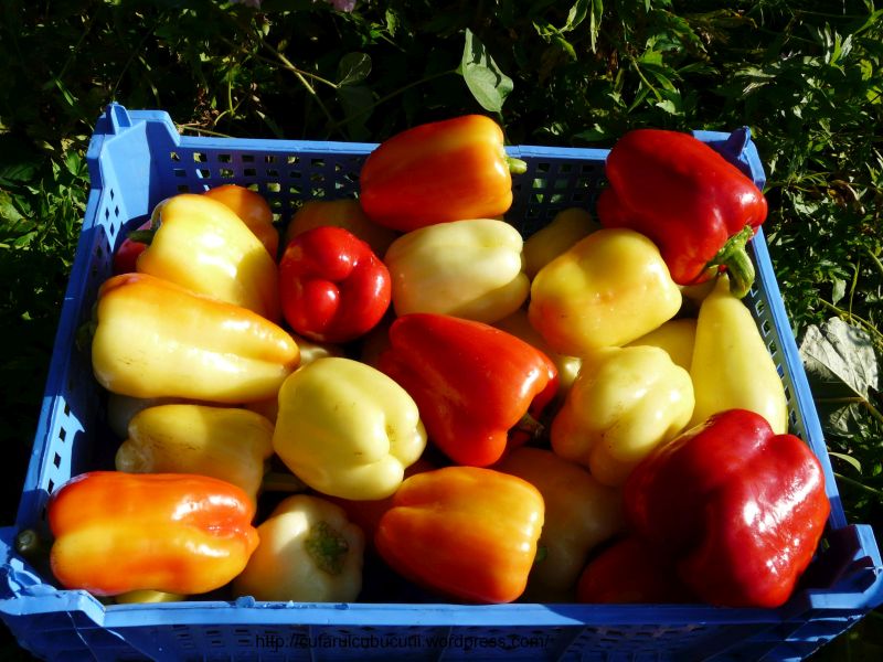 Olanda recrutează culegători de ardei, prin reţeaua EURES