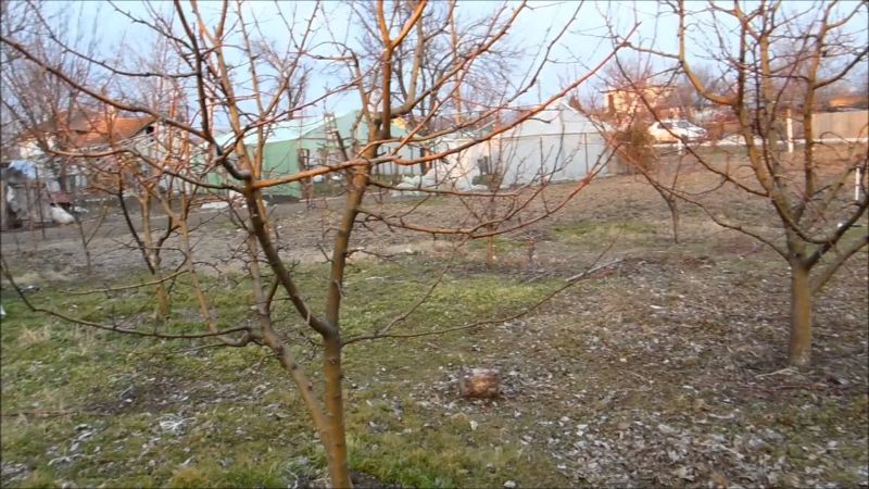 Protecția fitosanitară a pomilor fructiferi