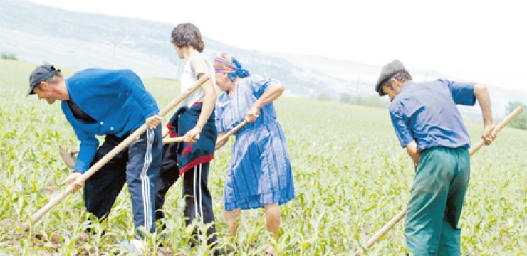 Vine vara secetoasă – Cum să ne protejăm culturile de legume