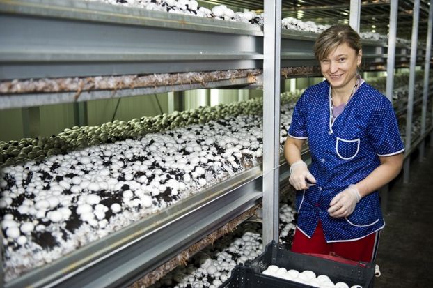 Olanda recrutează culegători de ciuperci