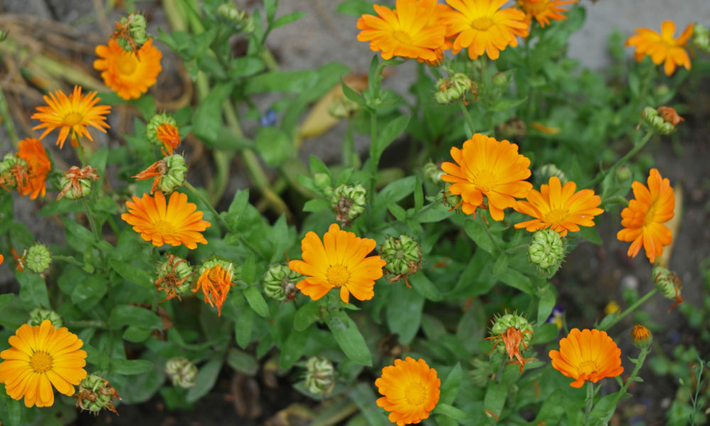 Gălbenele (Calendula officinalis) – beneficii şi proprietăţi