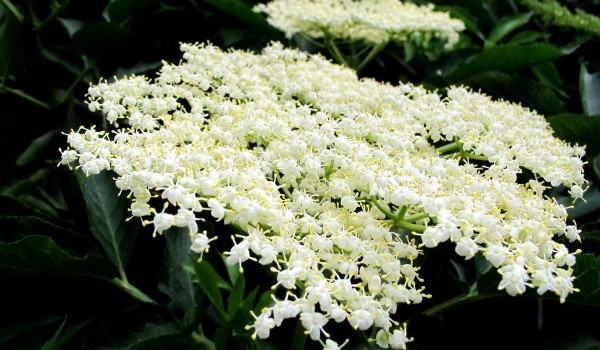 Cât de sănătos este socul pentru organism