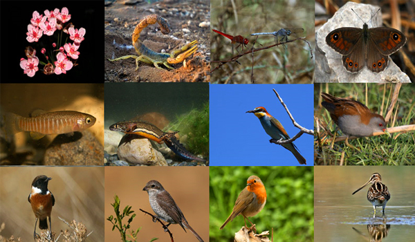 Ziua Biodiversităţii, marcată în Gorj