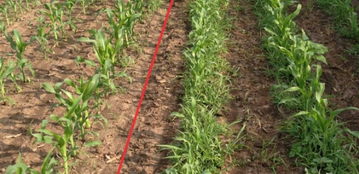 Agricultura pe înțelesul tuturor – Vine vara secetoasă, cum să ne protejăm culturile de câmp