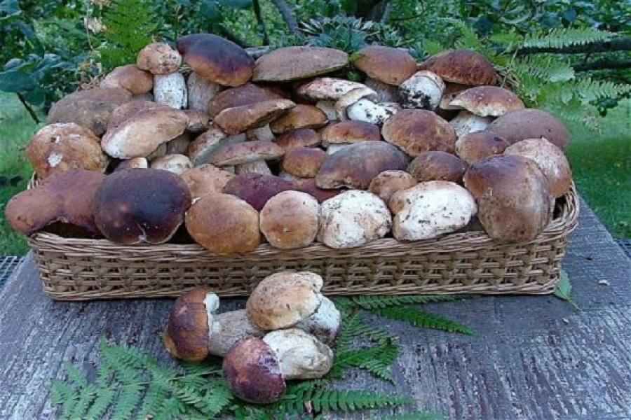 Gorjeni intoxicați cu ciuperci, internați în spital