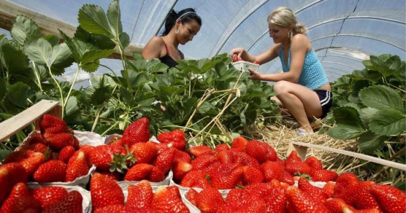 Olanda recrutează culegători de căpşune