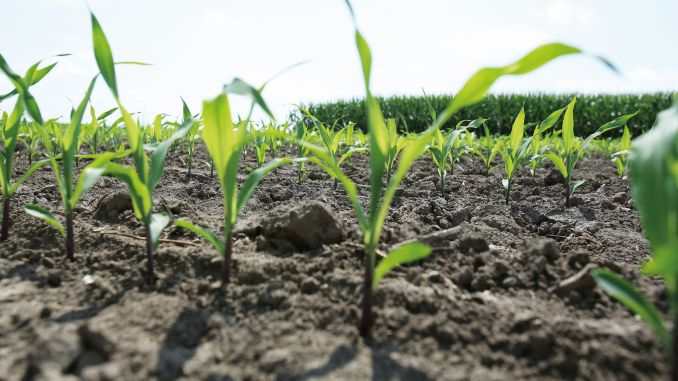 Graficul lucrărilor agricole în luna mai – Mai întâi efectuați lucrările restante din luna aprilie și apoi