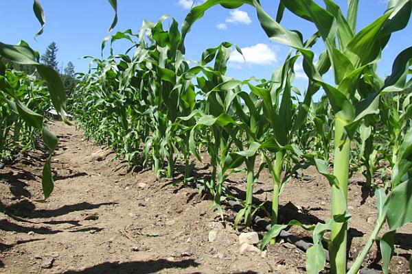 Agricultura pe înțelesul tuturor – Fertilizarea corectă a porumbului