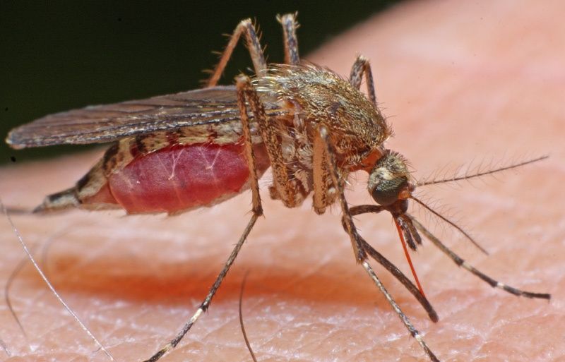 Virusul West Nile se transmite doar prin înţepătura de ţânţar