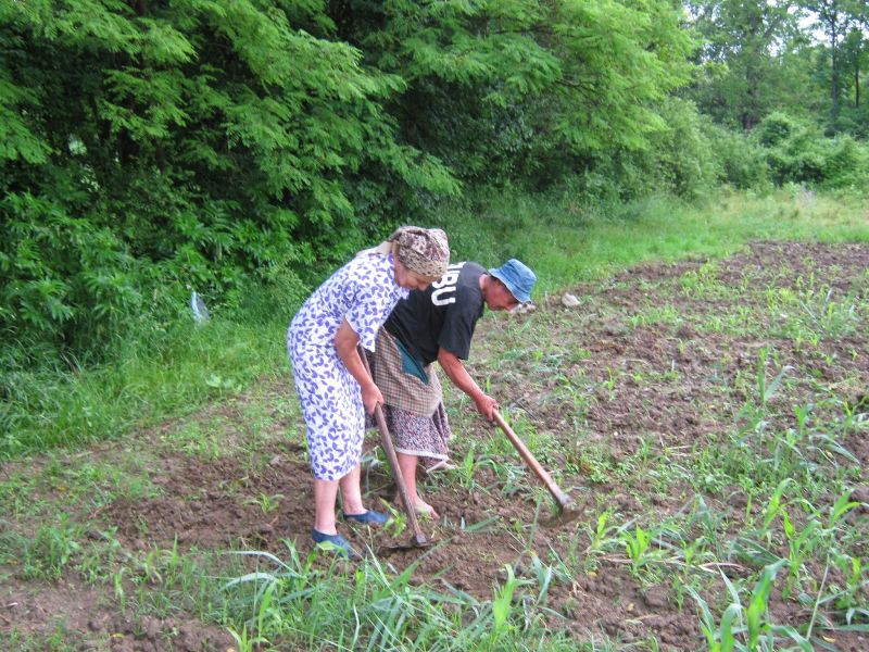 Agricultura pe înțelesul tuturor – Graficul lucrărilor agricole în luna iunie