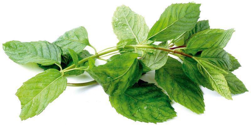 Mentă (Mentha piperita) – beneficii şi proprietăţi