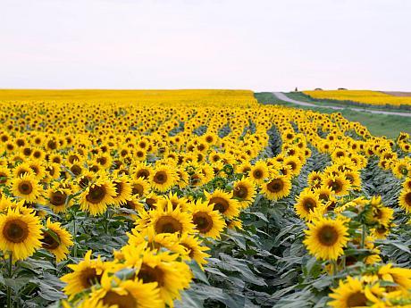 Olanda recrutează culegători de floarea soarelui