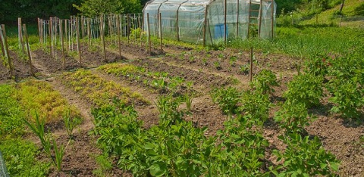 Este vară secetoasă, cum să ne protejăm culturile de legume