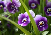 Trei fraţi pătaţi (Viola tricolor) – beneficii şi proprietăţi