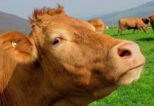 Femeie reținută, după ce a furat 12 vaci