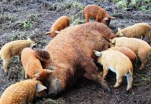 Gorjul a furnizat purcei din rasa Mangaliţa către Olt, în cadrul Programului Guvernamental