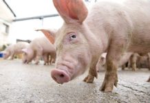 Conducerea DSV face recomandări cu privire la măsurile împotriva pestei porcine africane