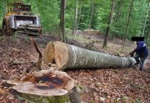 A murit după ce a căzut un copac pe el. Poliția și ITM Gorj cercetează cazul