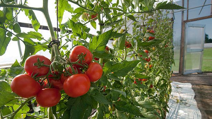 subventia-pentru-rosii