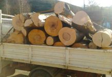 Prins cu lemne fără acte: Materialul lemnos, în custodia Ocolului Silvic Tismana