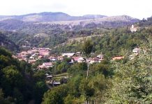 Prin Ţara Jiului De Sus – Pădurea de castani comestibili de la Tismana