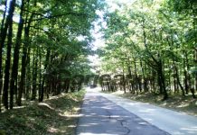 În crucea verii – Prin pădurea Botorogi