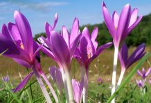 Brânduşa de toamnă (Colchicum autumnale) – beneficii şi proprietăţi