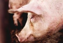 Controale la Polovragi şi Ţânţăreni pentru combaterea pestei porcine africane