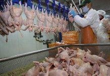 Se caută 20 de muncitori în industria alimentară din Olanda!