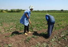 Ministrul Agriculturii: “Cei sănătoşi, la câmp!”