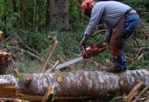 Cercetat pentru tăiere ilegală și furtul a 25 de arbori