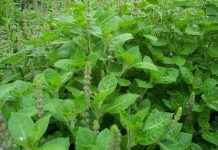 Busuioc (Ocimum basilicum) – beneficii şi proprietăţi