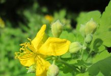 Rostopasca (Chelidonium majus) – beneficii şi proprietăţi