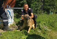 Câine salvat de pompieri dintr-o fântână