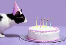 8 august – Ziua Internațională a Pisicii