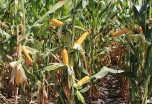 Graficul lucrărilor agricole în luna septembrie