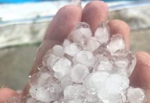 Grindina cât oul de porumbel a făcut ravagii la Scoarța! Strugurii, primii căzuți la pământ