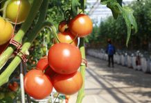 Fermieri amenințați cu tăierea subvențiilor