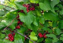 Untul pământului (Tamus communis) – beneficii şi proprietăţi